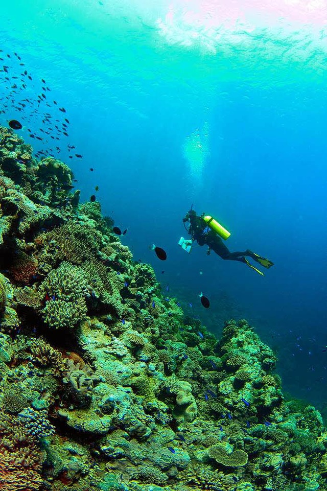 Taucher im Scott Reef   | Foto: dpa