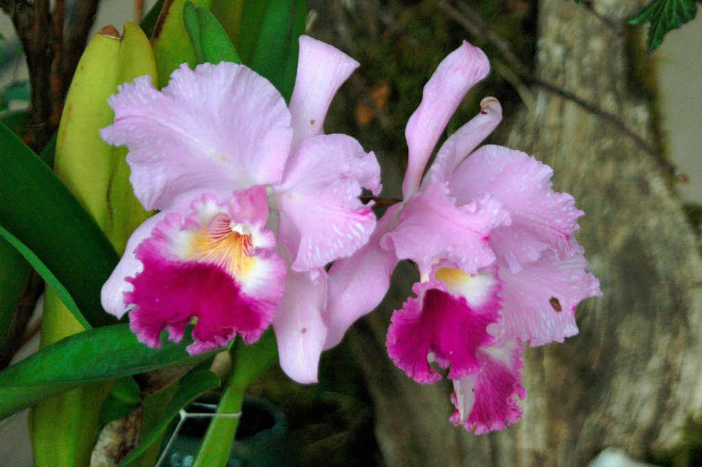 Eindrcke von der Orchideea 3 am Wochenende