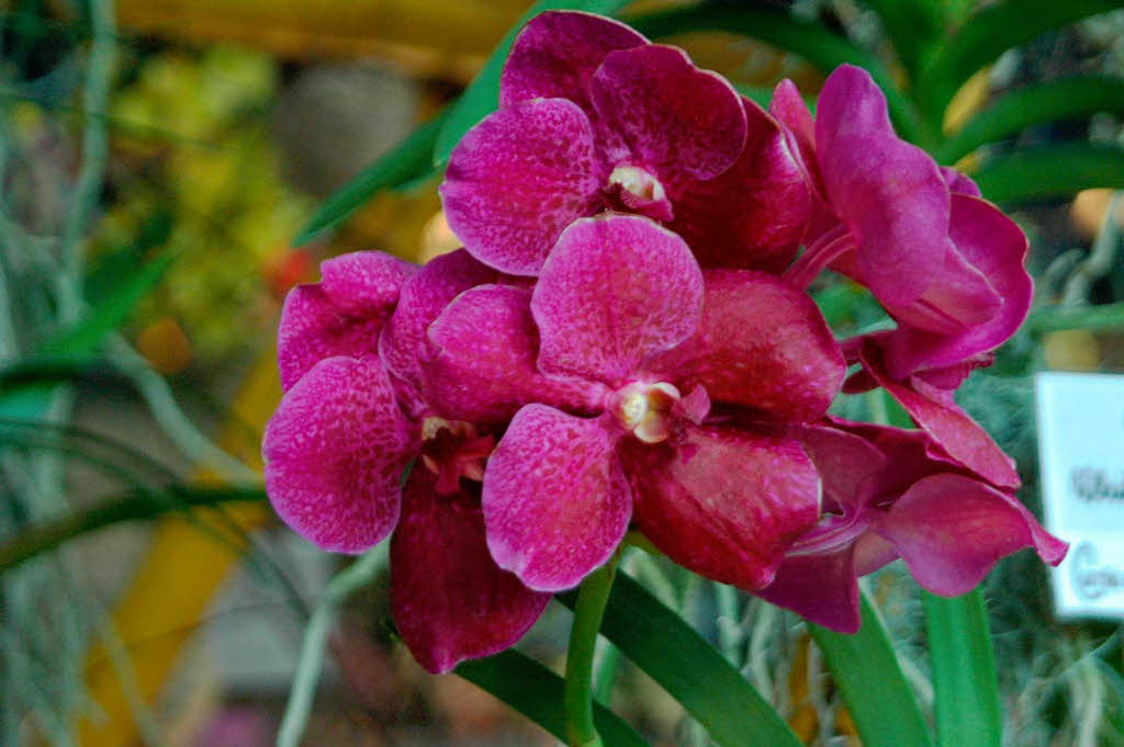 Eindrcke von der Orchideea 3 am Wochenende