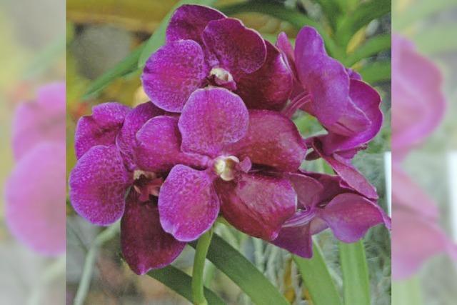 Die Orchideea in Minseln ist erffnet und erwartet die Besucher mit liebevollen Details