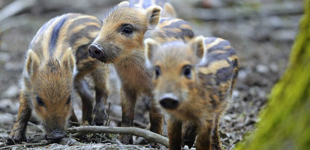 In den vergangenen Jahren haben sich d...t eine regelmige Bejagung vonnten.   | Foto: dpa