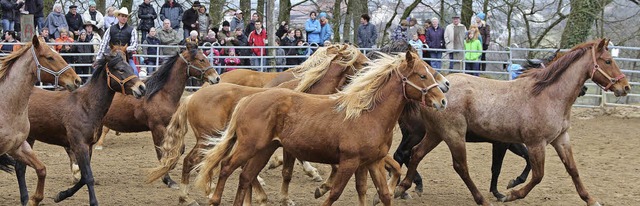 Im Galopp: Der  Gtlehof von Familie S...elpunkt einer prchtigen Hengstschau.   | Foto: Hans-Jrgen Hege