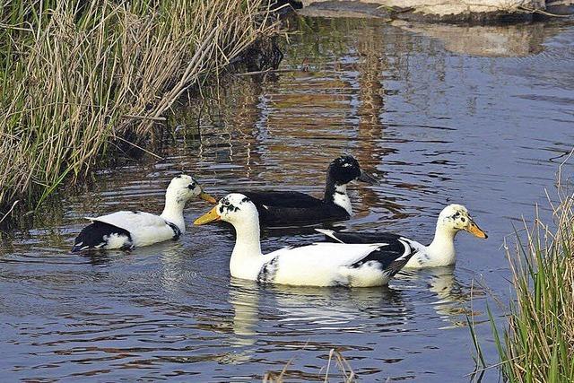 DIESE ENTENFAMILIE