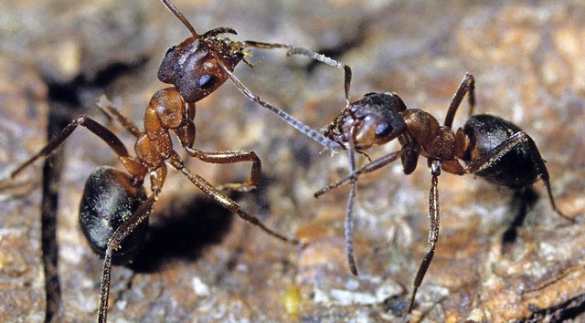 ber Ameisen hat Edward O. Wilson  viel geforscht.   | Foto: dpa