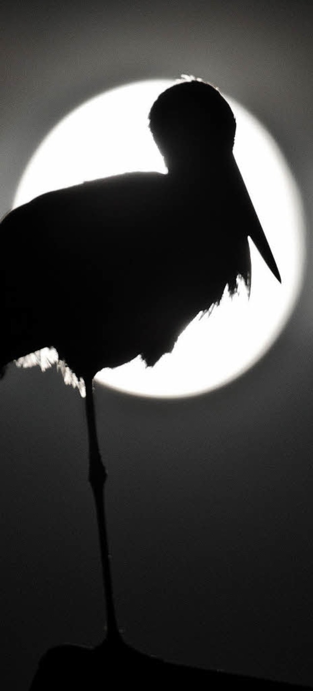 Ein Storch im Mondlicht. In Ottenheim soll dies   fter zu sehen sein.   | Foto: dpa