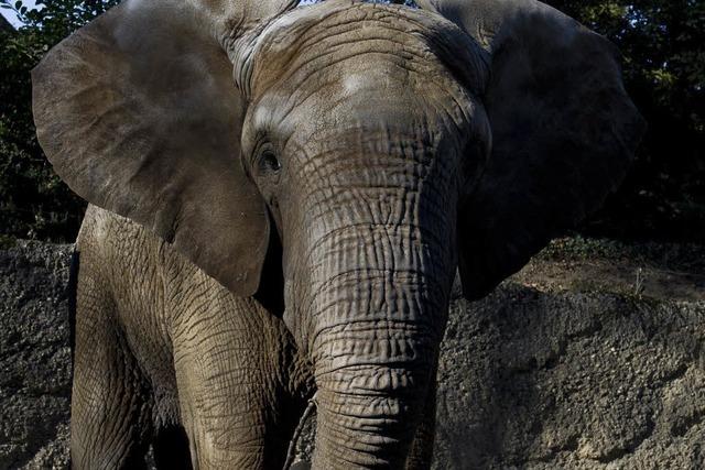 Zolli steckt 28 Millionen Franken in neue Elefantenanlage