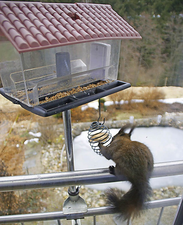 eichhrnchen im Vogelhaus  | Foto: Privat