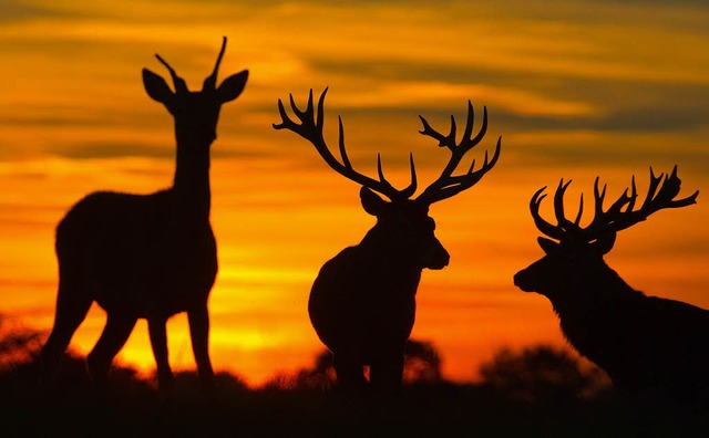 Ein majesttischer Anblick: Kapitale H...dern auch grere Schden anrichten.    | Foto: dpa