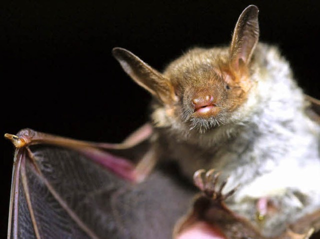 Die Fledermaus hlt Hausbesitzern Mck...ten den pelzigen Tieren Unterschlupf.   | Foto: Klaus-Dietmar Gabbert/dapd, Lauman/PR