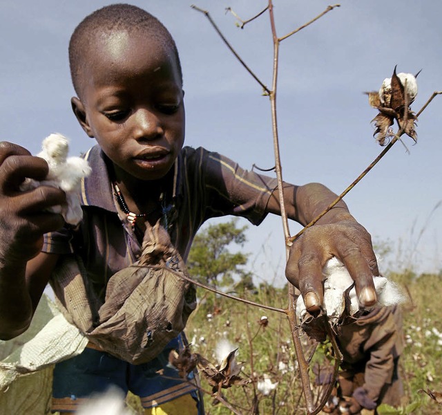 Kinderarbeit bei der Baumwollernte in der Elfenbeinkste   | Foto:  AFP