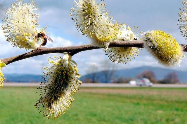 Mit dem Frühling kommt die Pollen-Explosion