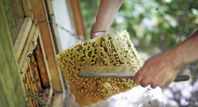 Ein Bienenvolk  besteht aus 30000 bis ...r der Neu-Imker im Kleinen Wiesental.   | Foto: Fredrik von Erichsen (dpa)