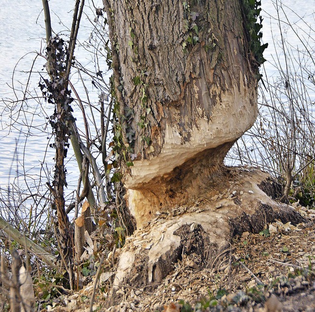 Dieser von Bibern angenagte Baum knnt...g vorerst fr mehrere Jahre gesperrt.   | Foto: Ralf H. Dorweiler