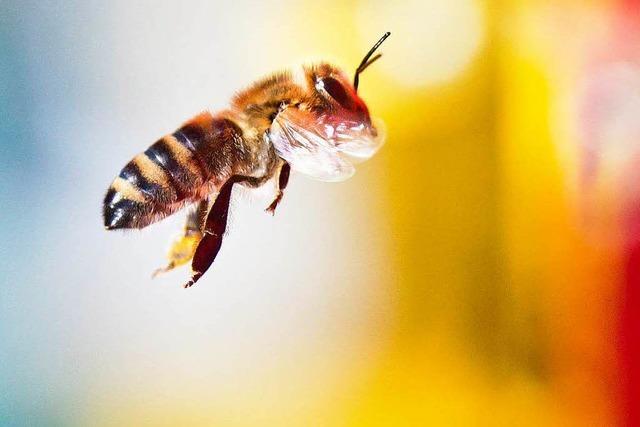 Immer mehr Bienen siedeln sich in Städten an