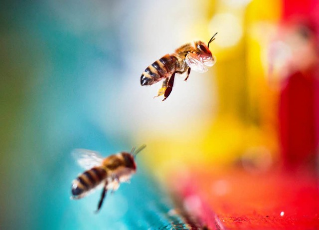 Bienen &#8211; immer mehr von ihnehn sind Stadtbewohner.  | Foto: dpa