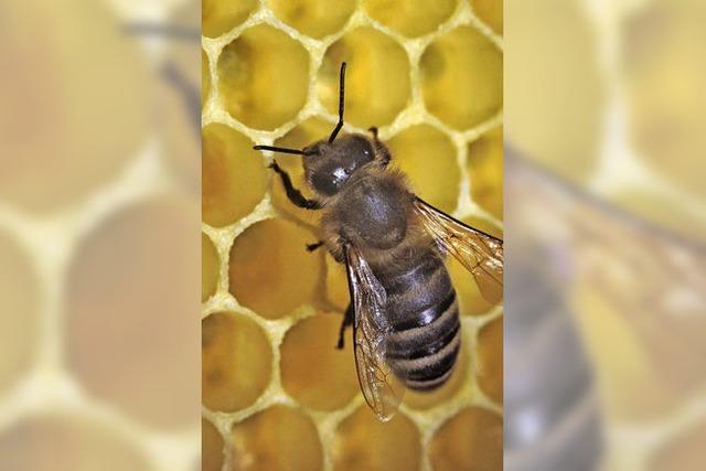 Flotte Bienen lieben das urbane Umfeld