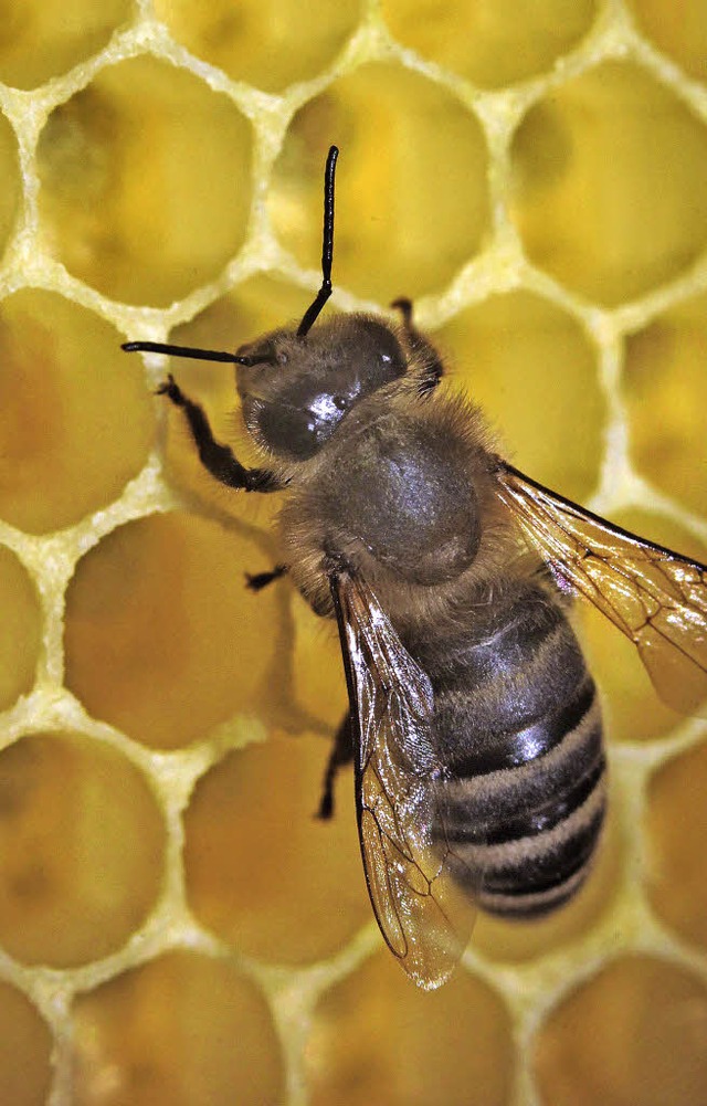 Bienen fhlen sich auch in der Stadt wohl.   | Foto: dpa