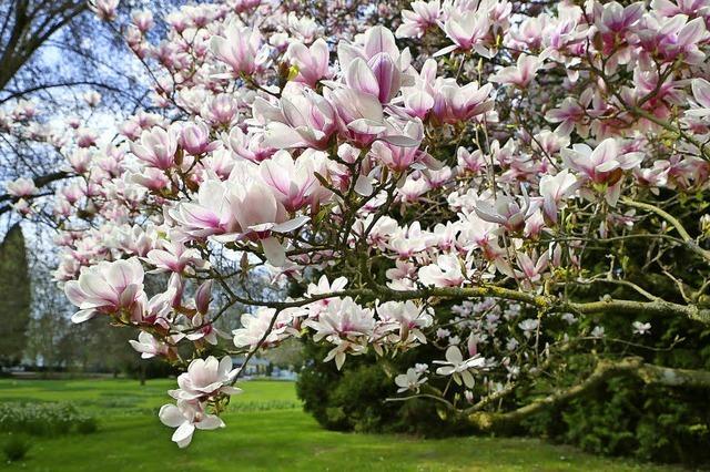 IM STADTPARK