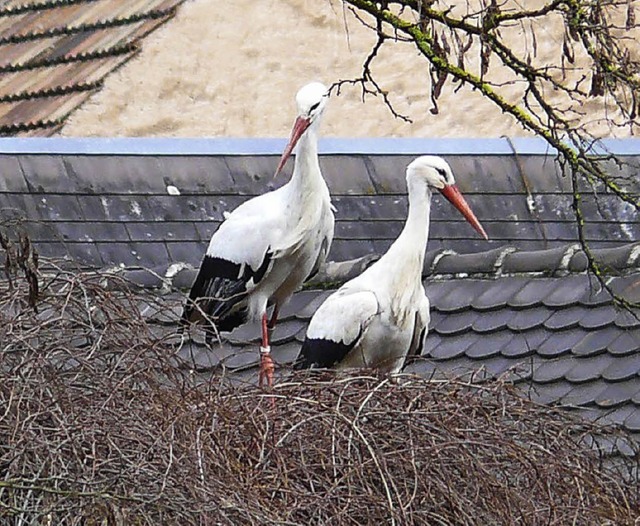 Die Strche auf der Suche nach Material fr den Nestbau   | Foto: BZ