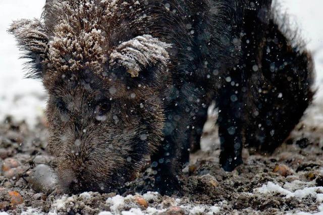 Wildschweinfleisch im Kreis Emmendingen ist radioaktiv verseucht