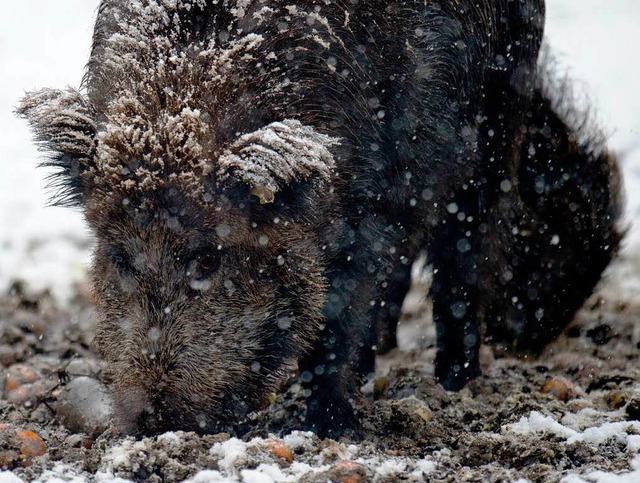 Besonders im Herbst und Winter sind Wi...ze sammeln groe Mengen an Csium 137.  | Foto: dpa