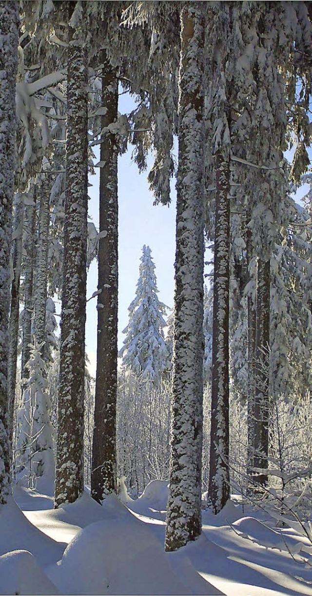 Bei einer Skitour im Winter machte BZ-...schen Martinskapelle und Spechtstanne.  | Foto: Bernd Maier (Leser)