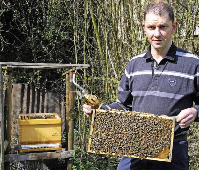 Andreas Knig hat eine Wabenplatte aus dem Bienenstock heraus genommen.   | Foto: Edgar Steinfelder