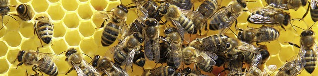 Die Bienen ziehen in diesen Waben die Brut auf.   | Foto: Silvia Faller