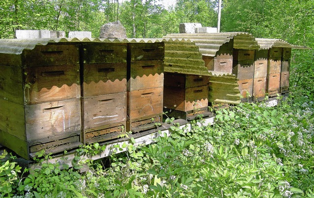 Der Bienenstand whrend der Brlauchblte   | Foto: horst Rosewich