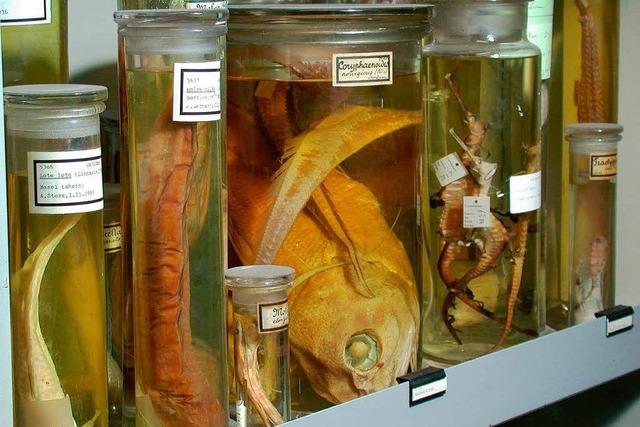 Naturhistorisches Museum fllt Tierprparate um