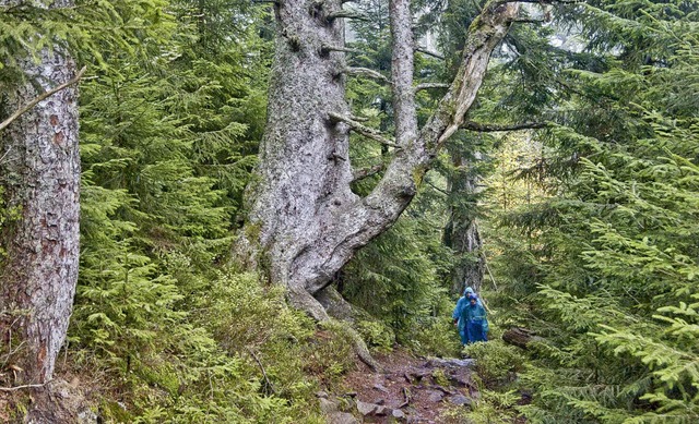 Der Natur freien Lauf lassen. Das ist ...inen Nationalpark  im Nordschwarzwald.  | Foto: NaturSCHUTZzentrum Ruhestein