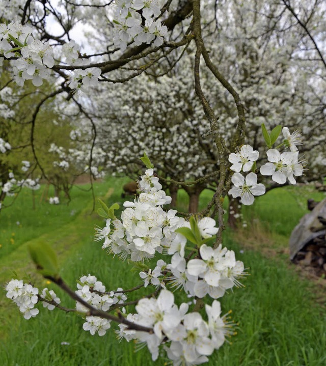 Eine Augenweide sind sie allemal, auch...n Landwirten besondere Sorgen machen.   | Foto: SENF