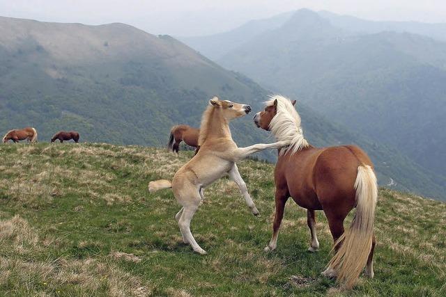 Die wilden Pferde von Bisbino: Fluchtgefahr