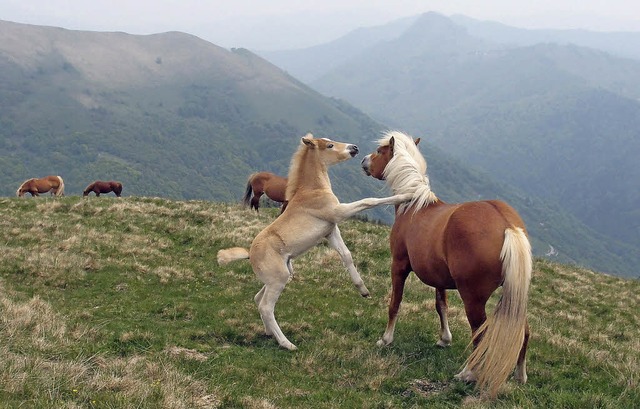 Mehr verspielt als wild: Im Sdtessin ...r-Pferde in freier Wildbahn erleben.    | Foto: Luigia Carloni