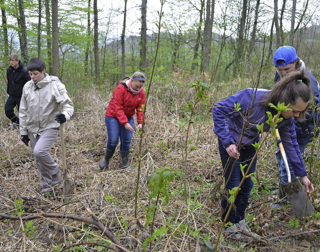 Die Landjugend Leiselheim pflanzte am ...meindewald oberhalb der Eckwaldhtte.   | Foto: Roland Vitt