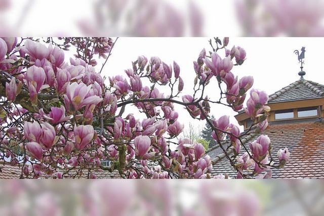 MAGNOLIEN