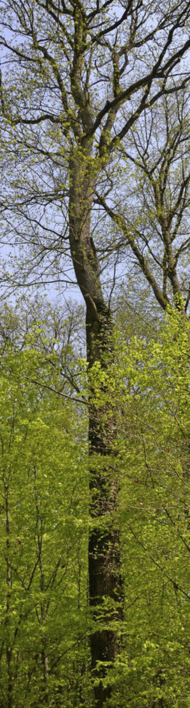 Eichen im Stadtwald  | Foto: Walser