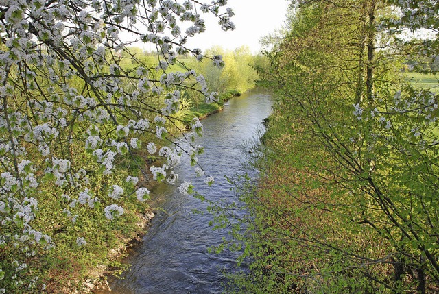 Der Japan-Knterich macht vor nichts halt, auch nicht vor dem Mhlbach.   | Foto: gertrude siefke