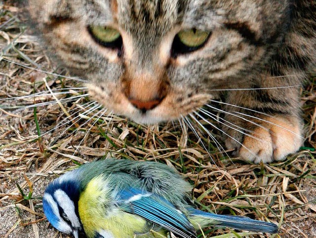 Katzen mgen nicht nur Dosenfutter...  | Foto: dpa