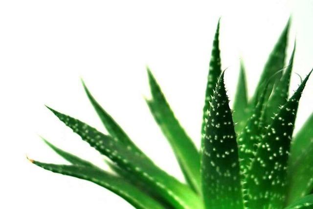 Echte Aloe: Entzündungshemmer und Schönheitselixier