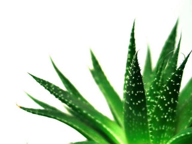 In ihren Blttern steckt einiges an Heilkraft: die Aloe-Pflanze  | Foto: fotolia.com/yurok