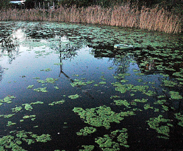 Algen machen sich im Mrkter Weiher breit.    | Foto: Ounas-Krusel