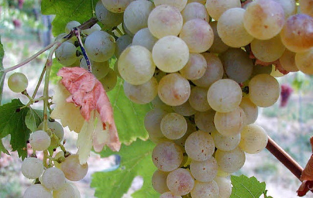 Aus diesen prallen Trauben wird  Gutedelwein gekeltert.   | Foto: Sigrid Umiger