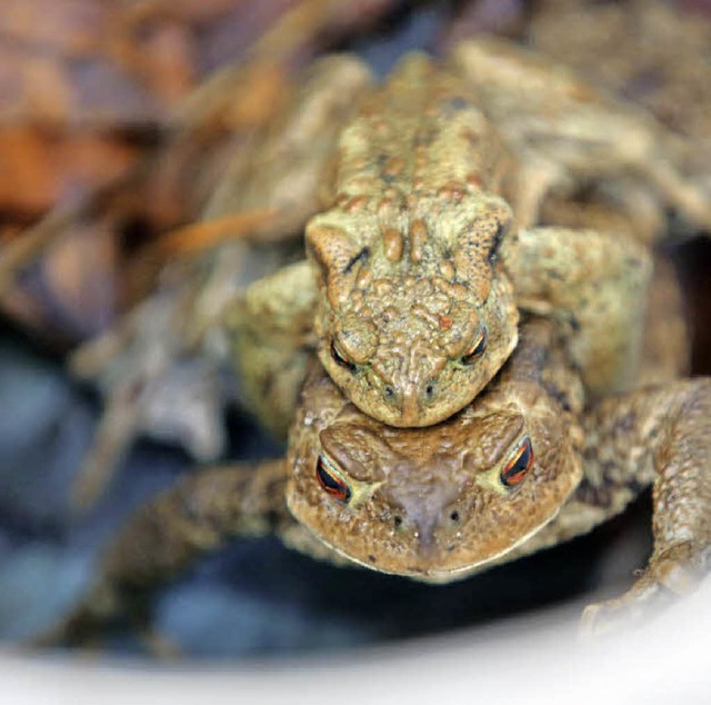 Hunderte Krten gehen  zu dieser Jahre...beim berqueren der Straen schtzen.   | Foto: Dpa