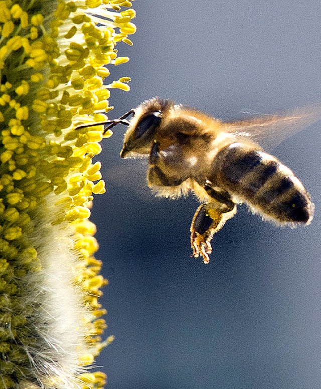 Honigspender Biene  | Foto: DPA
