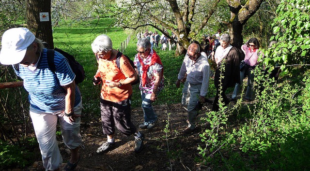 Zahlreiche Naturfreunde wanderten mit ...stbaumpfades am Staufener Schlossberg.  | Foto: M. Burkert