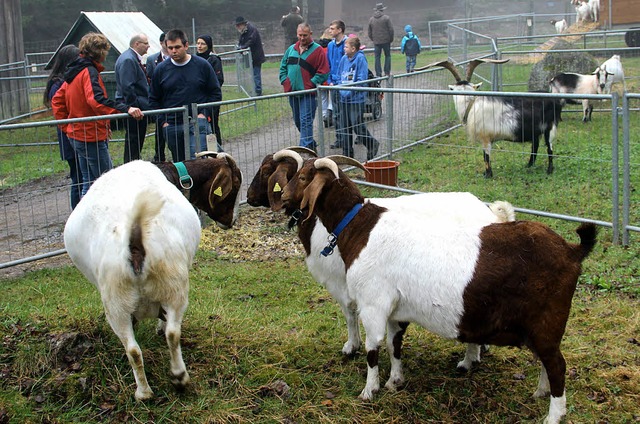 Mehrere Geienzchter aus den Reihen d...n Kandertal stellten ihre Ziegen aus.   | Foto: Kanmacher
