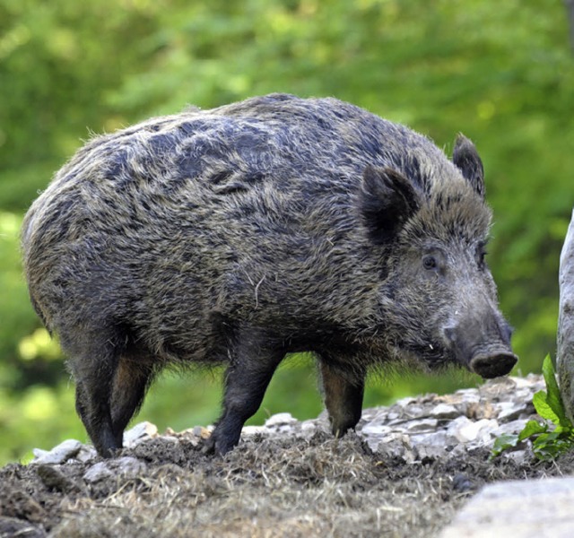 Im Visier der Weitenauer  Jger: Wildschweine   | Foto: H. Ossinger/dpa