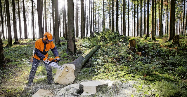 Lohnt sich wieder besser fr Waldbesti...tschaftung des Waldes im Schwarzwald.   | Foto: obs/ANDREAS STIHL AG &amp; Co. KG