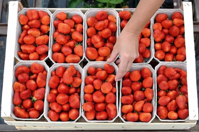Saisonstart: Endlich Erdbeeren aus Sdbaden im Regal